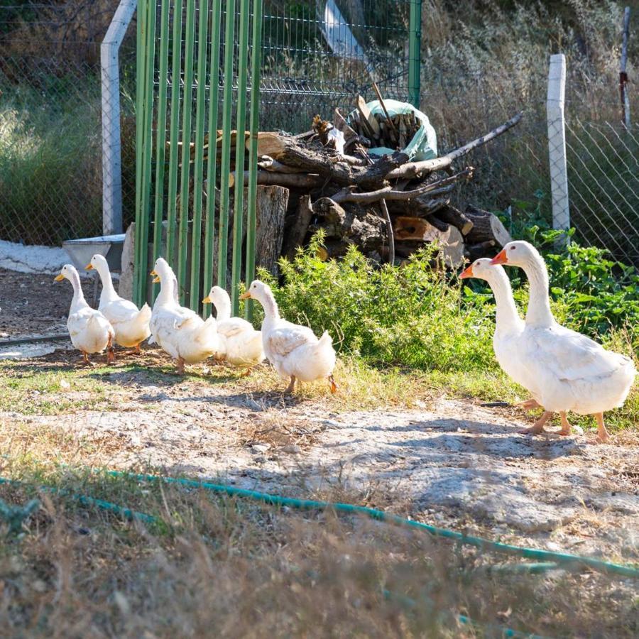 Hotel Gaia Kozbeyli Fokaja Zewnętrze zdjęcie